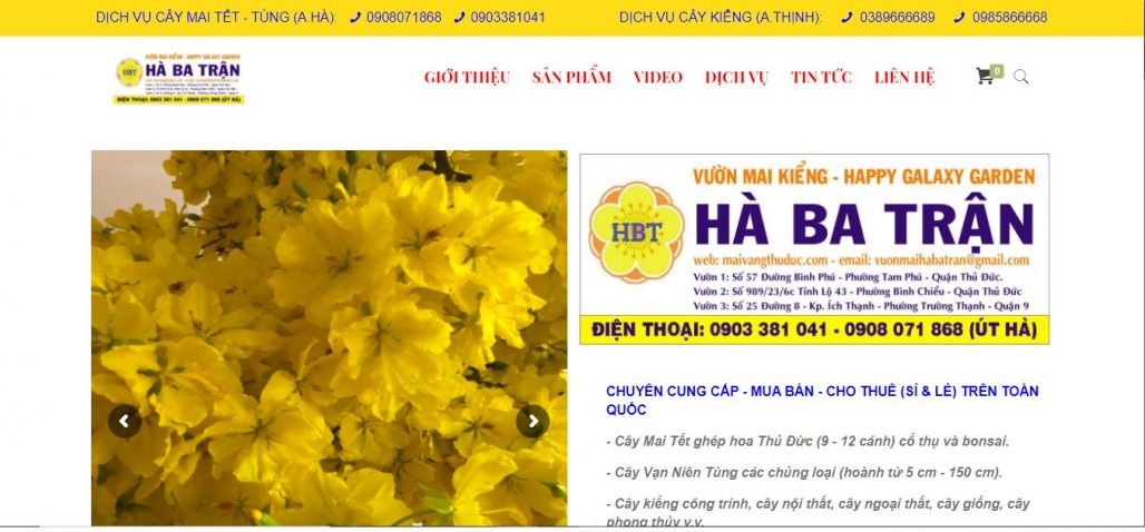 Công ty cho thuê mai ngày tết Vườn Mai Kiểng Hà Ba Trận (ÚT HÀ)