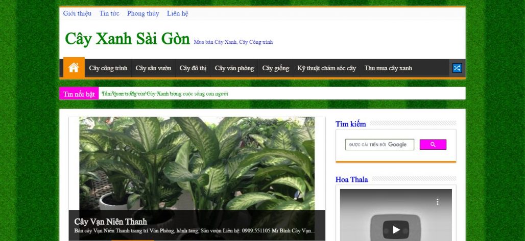 Công ty cho thuê mai ngày tết Bình Nguyên