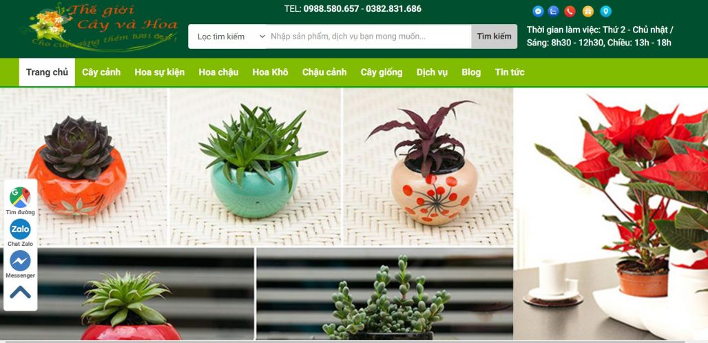 công ty cho thuê cây đào chơi Tết Thế giới cây và hoa