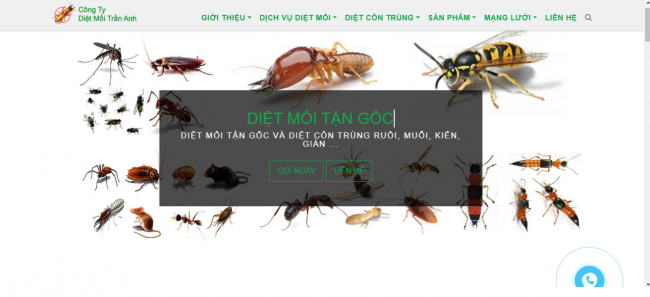 Công ty diệt mối Trần Anh